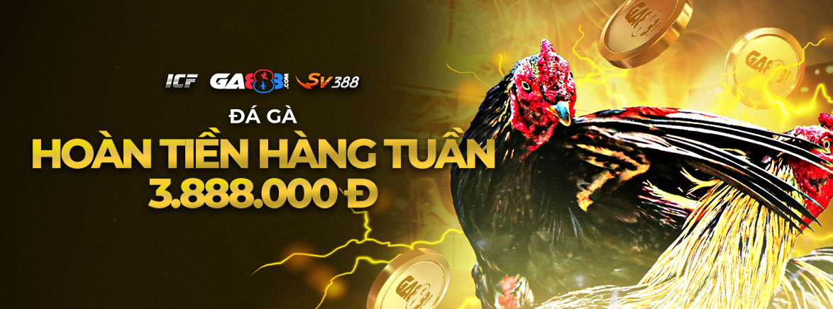 Đá gà Hoàn tiền hàng tuần 3.888.000 đ Đá gà Hoàn tiền hàng tuần 3.888.000 đ