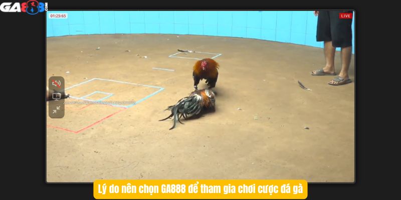 Lý do nên chọn GA888 để tham gia chơi cược đá gà
