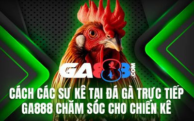 Cách Các Sư Kê Tại Đá Gà Trực Tiếp GA888 Chăm Sóc Cho Chiến Kê