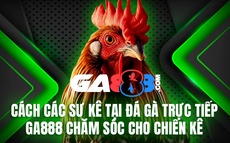 Cách Các Sư Kê Tại Đá Gà Trực Tiếp GA888 Chăm Sóc Cho Chiến Kê