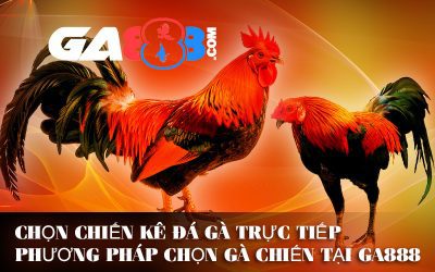 Chọn Chiến Kê Đá Gà Trực Tiếp – Phương Pháp Chọn Gà Chiến Tại GA888
