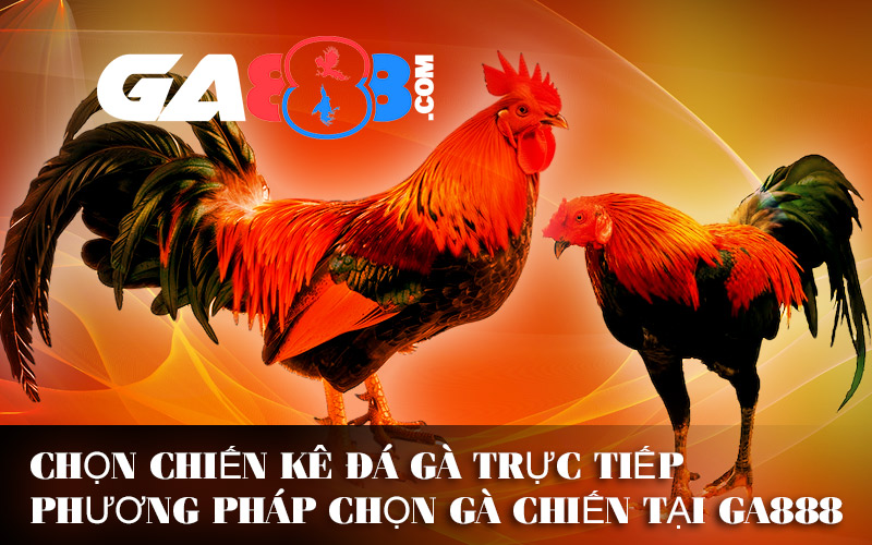 Chọn Chiến Kê Đá Gà Trực Tiếp – Phương Pháp Chọn Gà Chiến Tại GA888