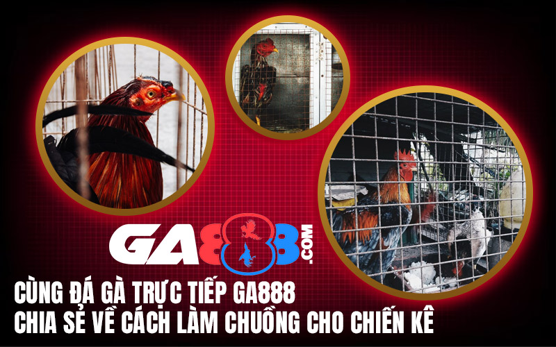 Cùng Đá Gà Trực Tiếp GA888 Chia Sẻ Về Cách Làm Chuồng Cho Chiến Kê