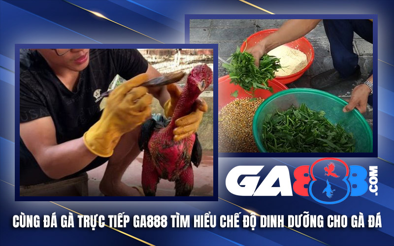 Cùng Đá Gà Trực Tiếp GA888 Tìm Hiểu Chế Độ Dinh Dưỡng Cho Gà Đá