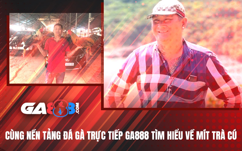 Cùng Nền Tảng Đá Gà Trực Tiếp GA888 Tìm Hiểu Về Mít Trà Cú