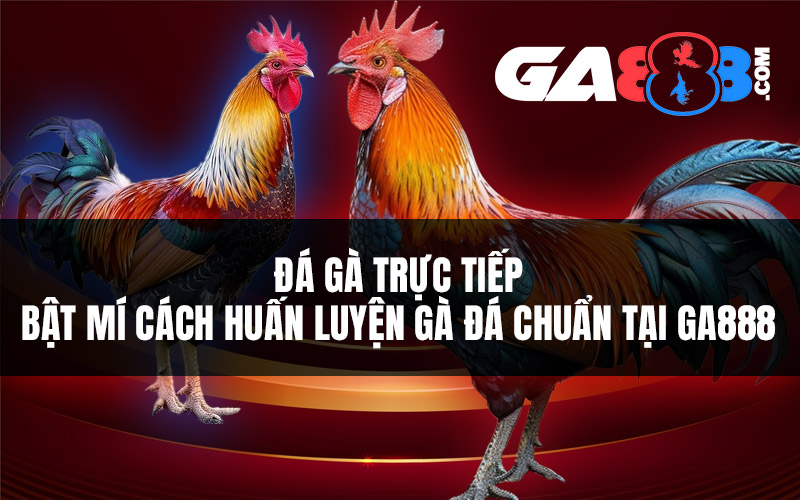 Đá Gà Trực Tiếp - Bật Mí Cách Huấn Luyện Gà Đá Chuẩn Tại GA888