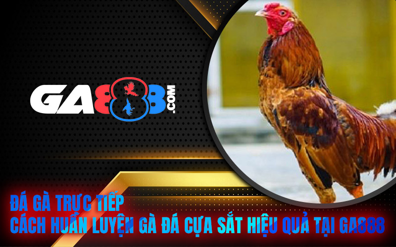 Đá Gà Trực Tiếp – Cách Huấn Luyện Gà Đá Cựa Sắt Hiệu Quả Tại GA888
