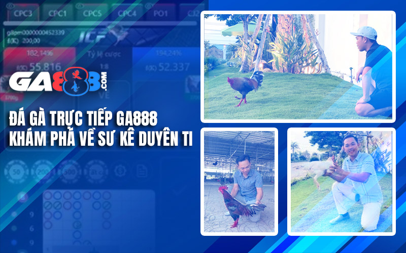 Đá Gà Trực Tiếp GA888 – Khám Phá Về Sư Kê Duyên Ti