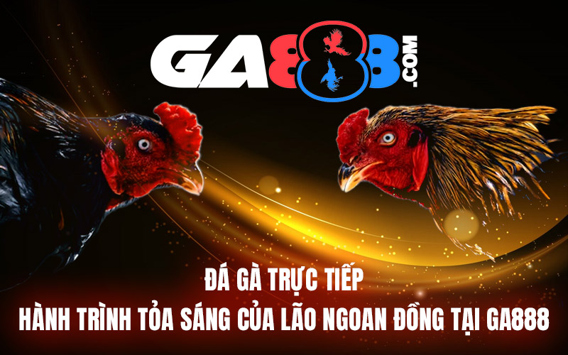 Đá Gà Trực Tiếp – Hành Trình Tỏa Sáng Của Lão Ngoan Đồng Tại GA888