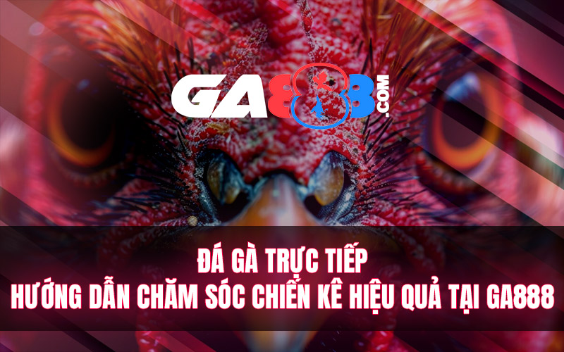 Đá Gà Trực Tiếp – Hướng Dẫn Chăm Sóc Chiến Kê Hiệu Quả Tại GA888