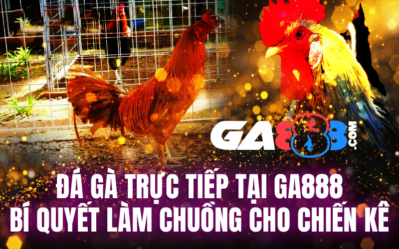 Đá Gà Trực Tiếp Tại GA888 – Bí Quyết Làm Chuồng Cho Chiến Kê