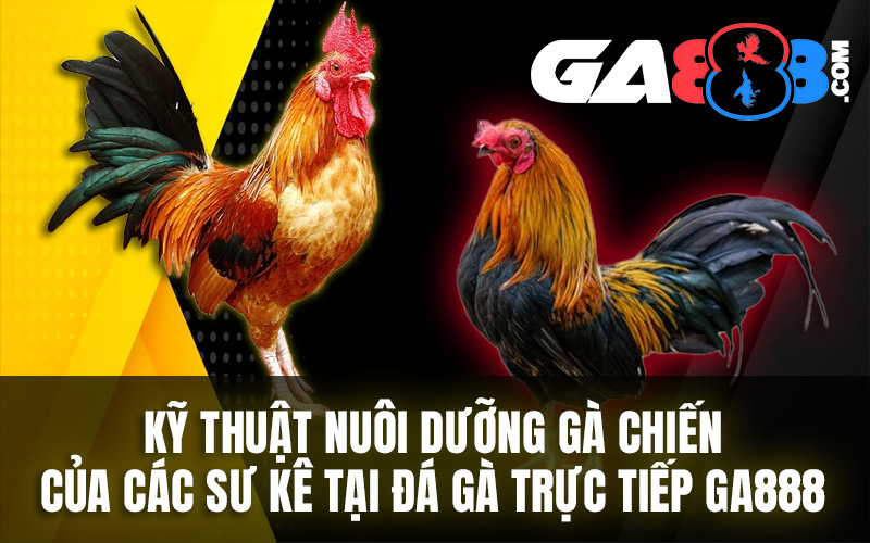 Kỹ Thuật Nuôi Dưỡng Gà Chiến Của Các Sư Kê Tại Đá Gà Trực Tiếp GA888