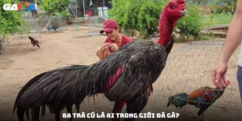 Ba Trà Cú là ai trong giới đá gà?