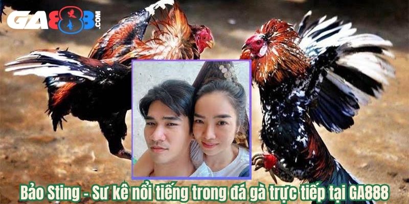 Bảo Sting - Sư kê nổi tiếng trong đá gà trực tiếp tại GA888