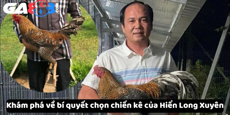 Khám phá về bí quyết chọn chiến kê của Hiển Long Xuyên