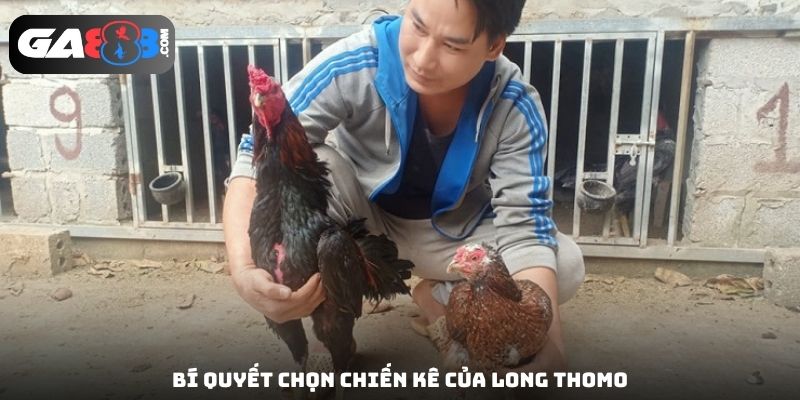 Bí quyết chọn chiến kê của Long Thomo