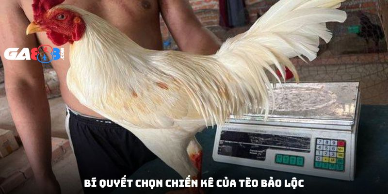 Bí quyết chọn chiến kê của Tèo Bảo Lộc
