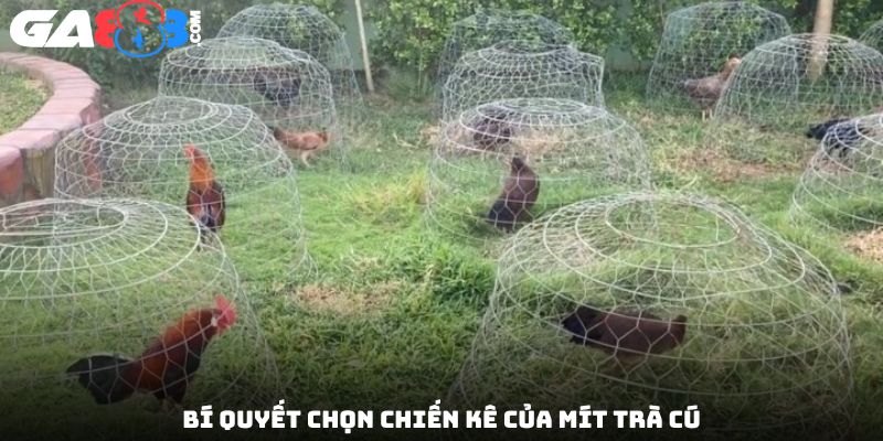 Bí quyết chọn chiến kê của Mít Trà Cú