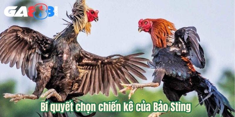 Bí quyết chọn chiến kê của Bảo Sting