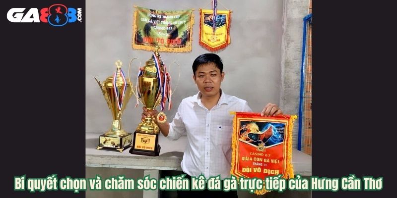 Bí quyết chọn và chăm sóc chiến kê đá gà trực tiếp của Hưng Cần Thơ