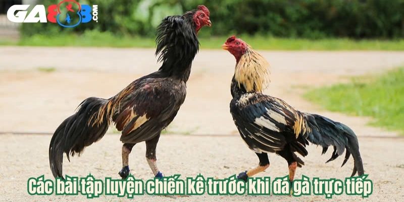 Các bài tập luyện chiến kê trước khi đá gà trực tiếp