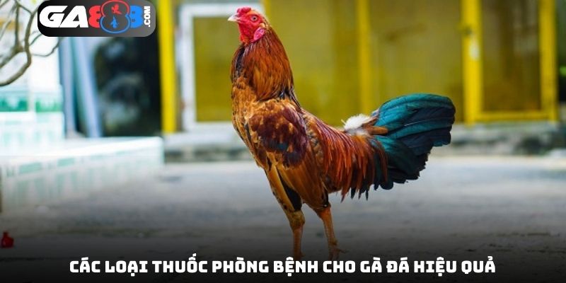 Các loại thuốc phòng bệnh cho gà đá hiệu quả