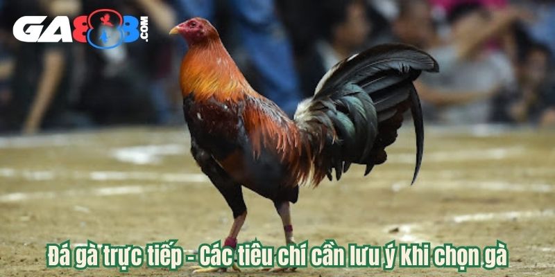 Đá gà trực tiếp - Các tiêu chí cần lưu ý khi chọn gà