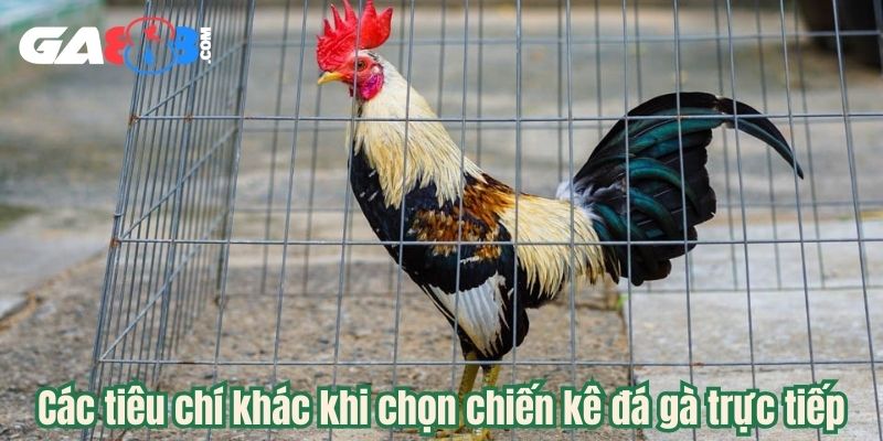 Các tiêu chí khác khi chọn chiến kê đá gà trực tiếp