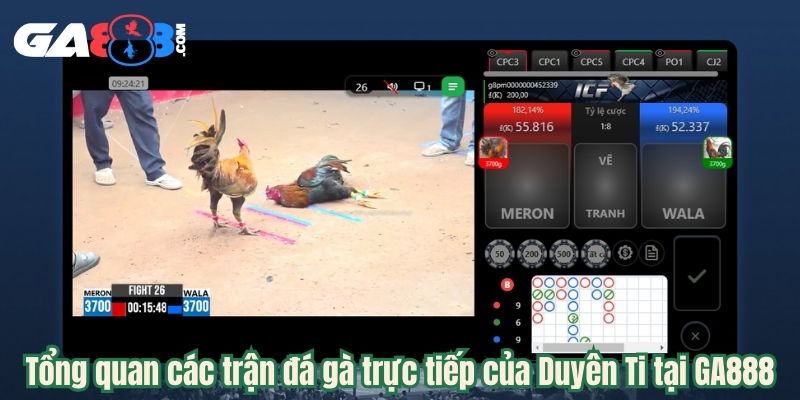 Tổng quan các trận đá gà trực tiếp của Duyên Ti tại GA888