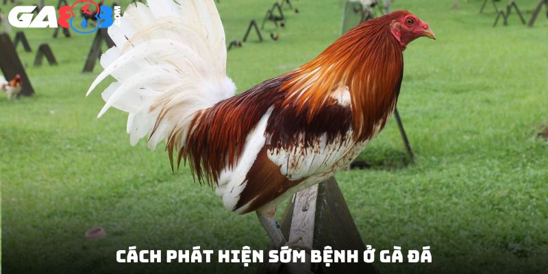 Cách phát hiện sớm bệnh ở gà đá