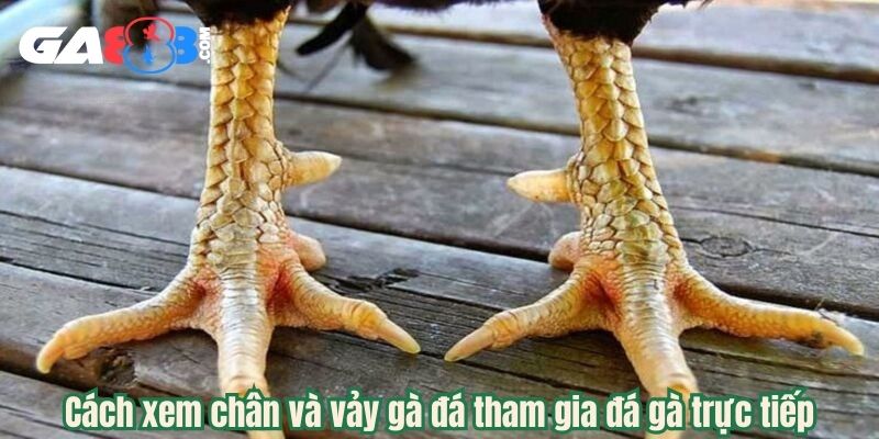 Cách xem chân và vảy gà đá tham gia đá gà trực tiếp
