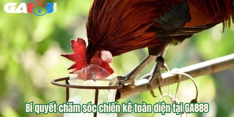Bí quyết chăm sóc chiến kê toàn diện tại GA888