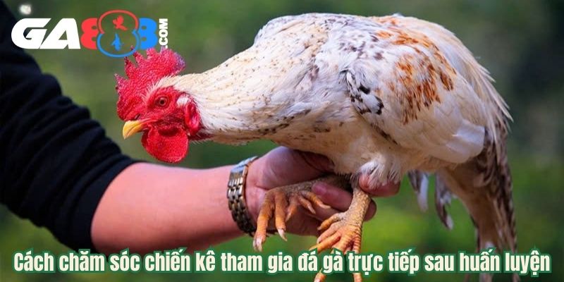 Cách chăm sóc chiến kê tham gia đá gà trực tiếp sau huấn luyện