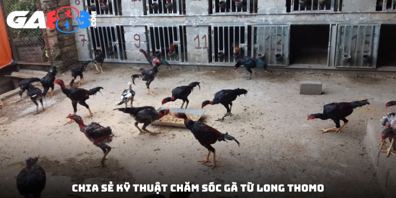 Chia sẻ kỹ thuật chăm sóc gà từ Long Thomo