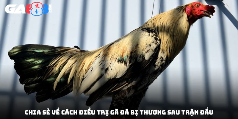 Chia sẻ về cách điều trị gà đá bị thương sau trận đấu