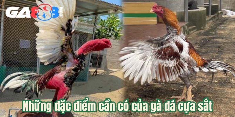 Những đặc điểm cần có của gà đá cựa sắt