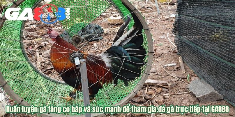 Huấn luyện gà tăng cơ bắp và sức mạnh để tham gia đá gà trực tiếp tại GA888