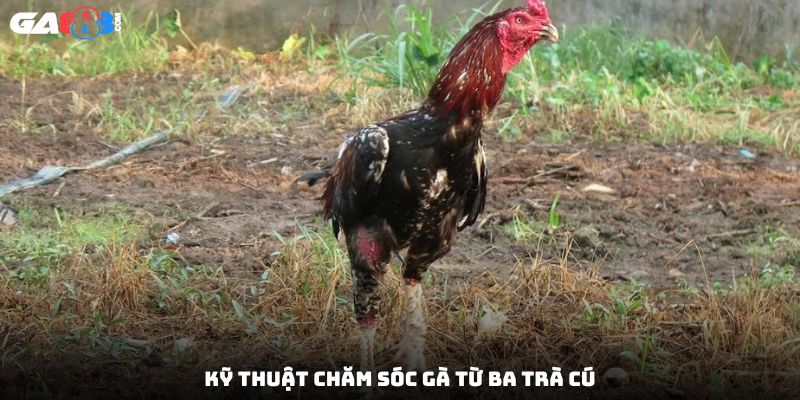 Kỹ thuật chăm sóc gà từ Ba Trà Cú