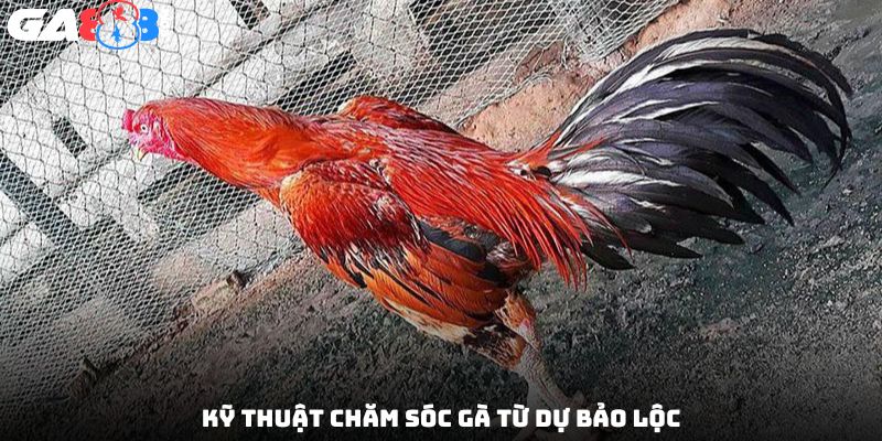Kỹ thuật chăm sóc gà từ Dự Bảo Lộc