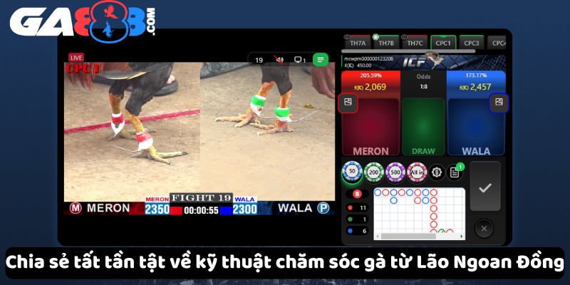 Chia sẻ tất tần tật về kỹ thuật chăm sóc gà từ Lão Ngoan Đồng