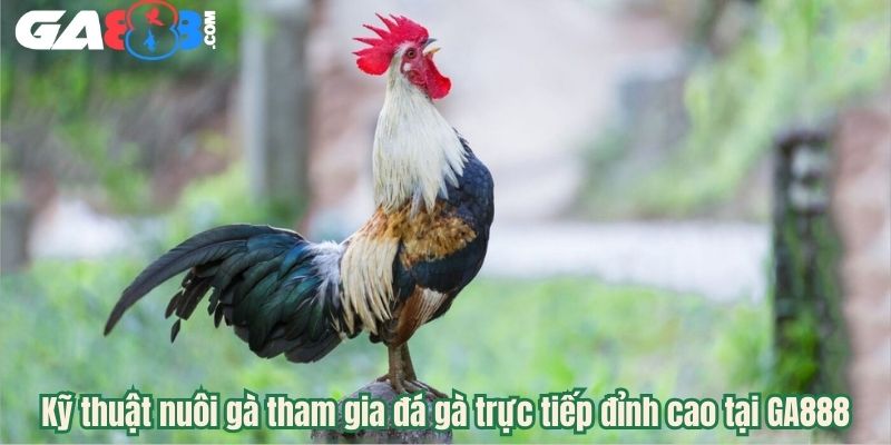 Kỹ thuật nuôi gà tham gia đá gà trực tiếp đỉnh cao tại GA888