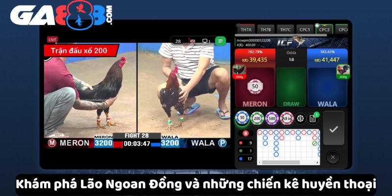 Khám phá Lão Ngoan Đồng và những chiến kê huyền thoại