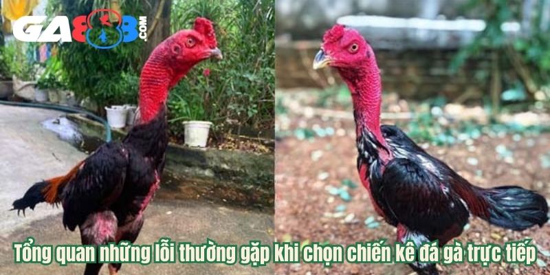 Tổng quan những lỗi thường gặp khi chọn chiến kê đá gà trực tiếp