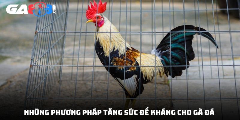 Những phương pháp tăng sức đề kháng cho gà đá