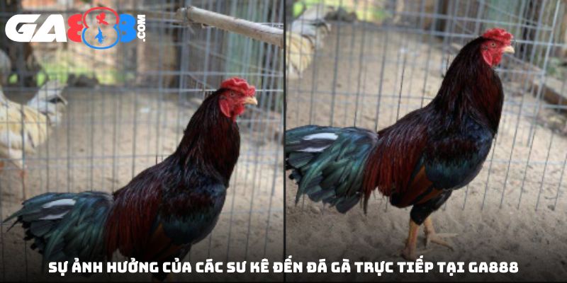 Sự ảnh hưởng của các sư kê đến đá gà trực tiếp tại GA888