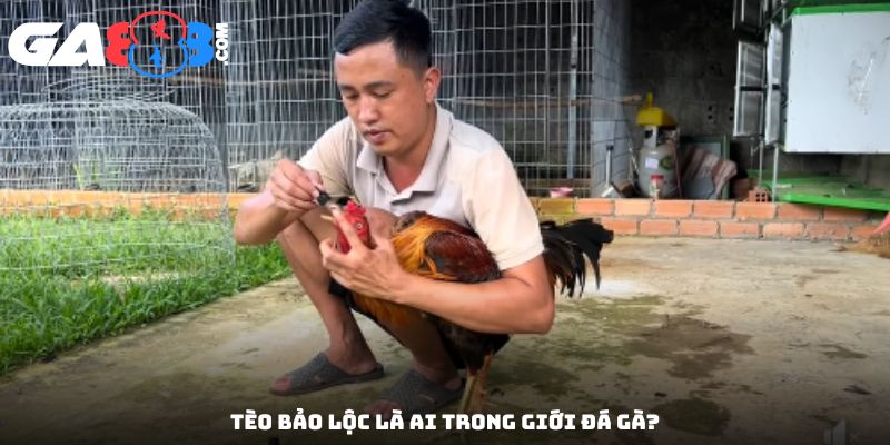 Tèo Bảo Lộc là ai trong giới đá gà?