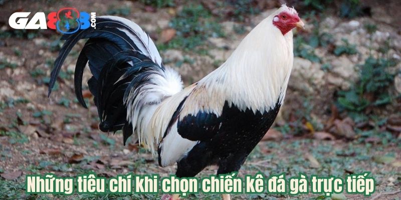 Những tiêu chí khi chọn chiến kê đá gà trực tiếp