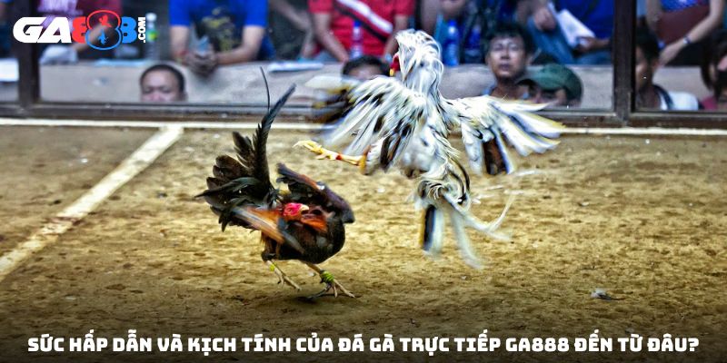 Sức hấp dẫn và kịch tính của đá gà trực tiếp GA888 đến từ đâu?