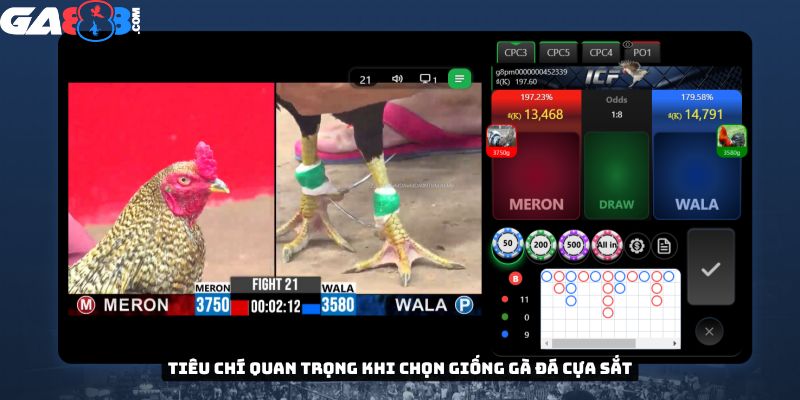 Tiêu chí quan trọng khi chọn giống gà cựa sắt
