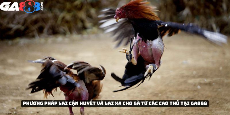Phương pháp lai tạo cận huyết và lai xa cho gà từ các cao thủ tại GA888